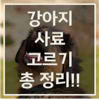 강아지 사료 고르기