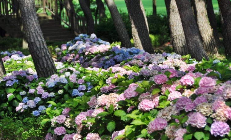 서산 모월힐링숲