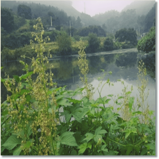 물가에 자라는 환삼덩굴 사진