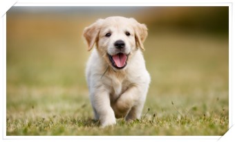 잔디밭에서 뛰어 노는 리트리버 강아지