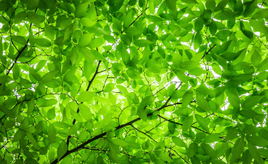 백운호수 푸르지오 숲속의 아침