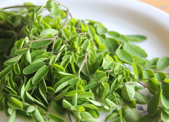 하얗고 넓은 접시에 녹색의 모링가 잎들이 가득하다. 잎은 작은 타원형으로 줄기에 가득 달려있다.