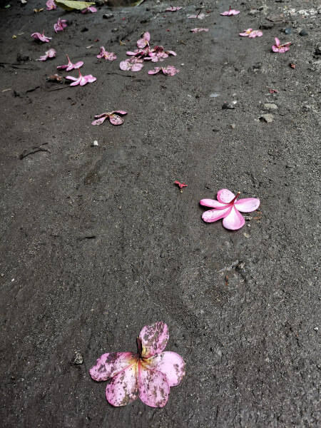 진흙길_위에_떨어진_꽃잎들