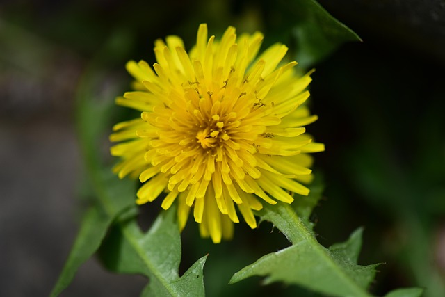 하늘에서 떨어진 씨앗 플루프(Fluff)