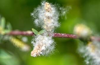 비염의 원인 꽃가루