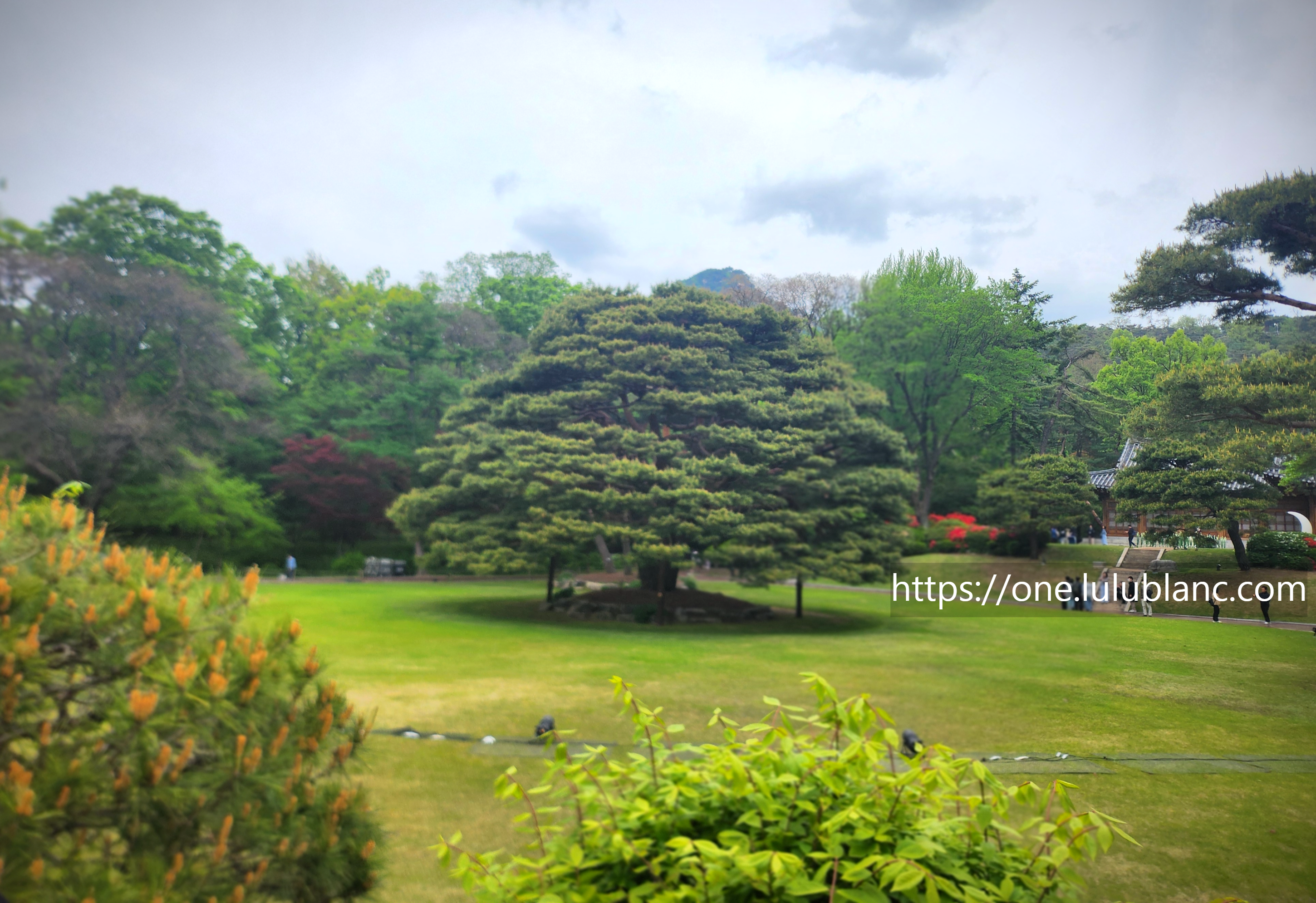 청와대 전경, 소나무