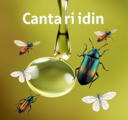 남가뢰칸타리딘그림