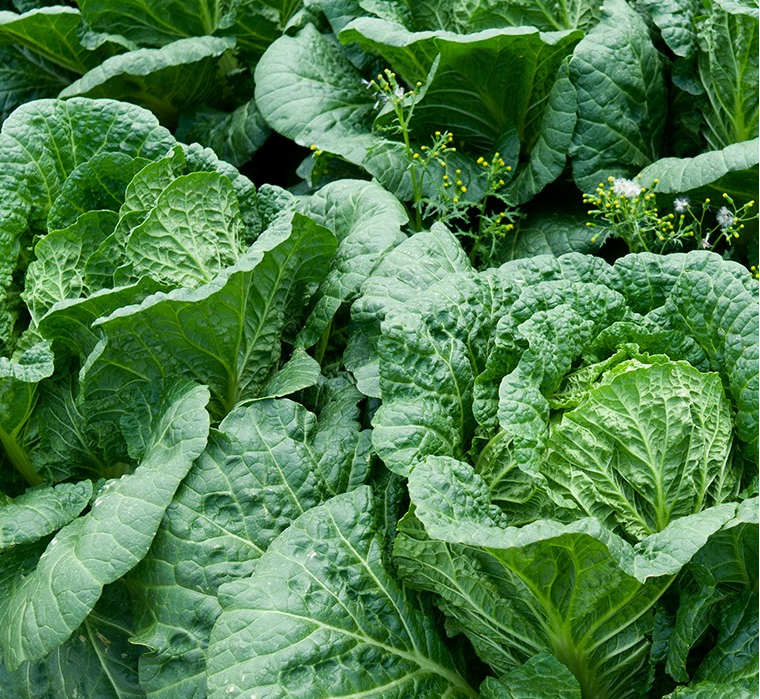 해남-절임배추-이미지