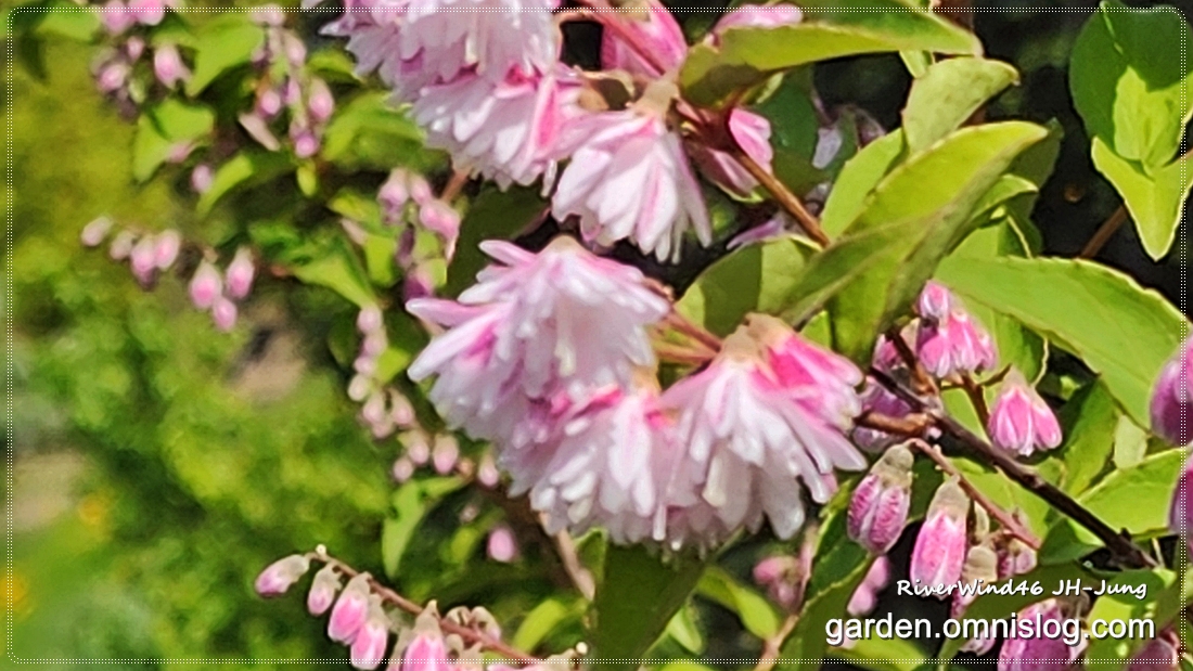 분홍말발도리_Pink-Deutzia