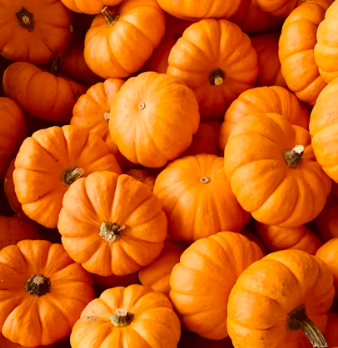 호박 효능과 부작용 고르는법 칼로리