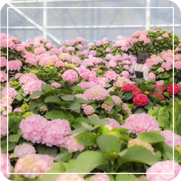 휴애리 수국정원 이미지 출처: 휴애리 홈페이지