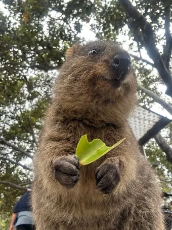 쿼카 웃는 동물 행복한 동물 특징 성격_16