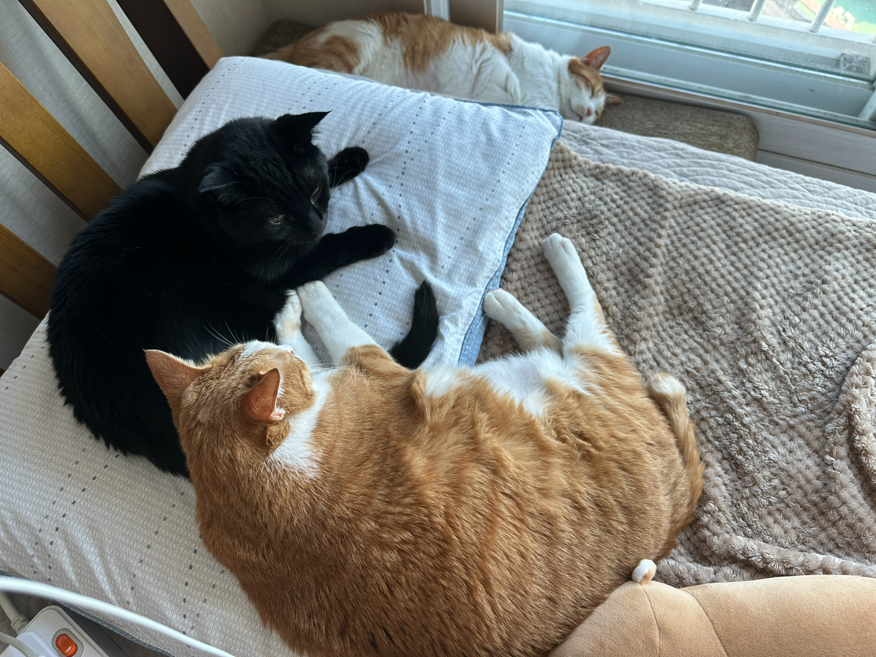 건이한테_기대서_자고_있는_호야와_창문_앞_스크래쳐_위에서_자고_있는_막둥이