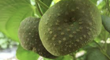 하늘마 효능 부작용 하늘마 먹는방법 보관방법 총정리 (최신)