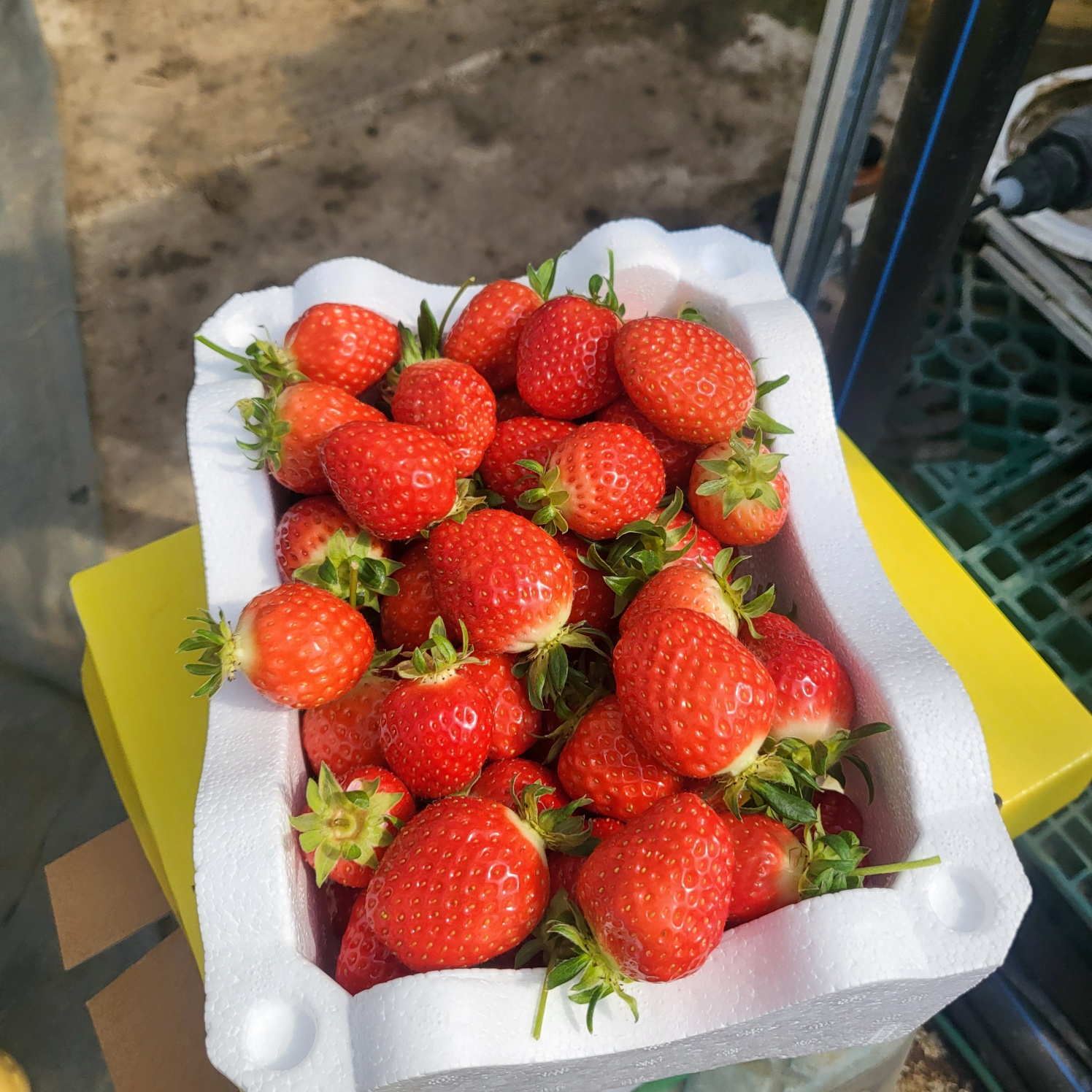 청주 딸기 체험, 딸기 케이크 만들기 (가산딸기 강추!!)