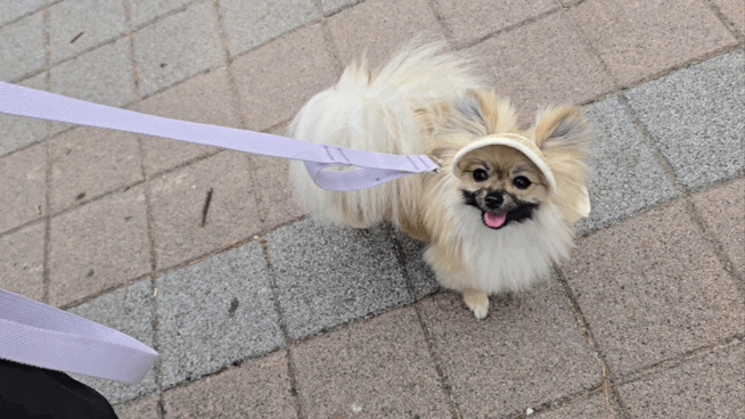 다이소 썬캡을 쓰고 산책하는 강아지