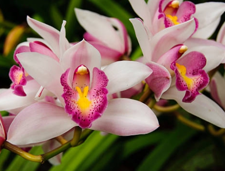 겨울 꽃 심비디움