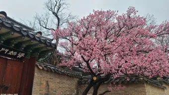 창덕궁 만첩홍매화 개화시기 명소_12