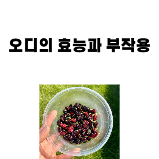 오디의 효능과 부작용