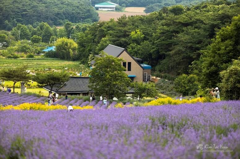 2025 고창 라벤더 축제 일정 총정리 사진
