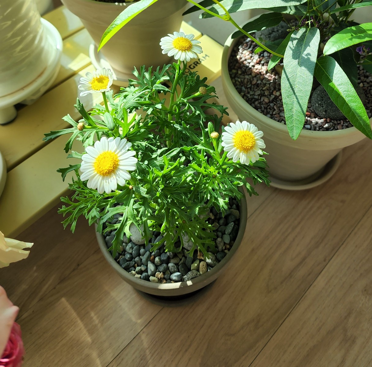 3년전 화훼시장에서 사온 목마가렛 처음모습