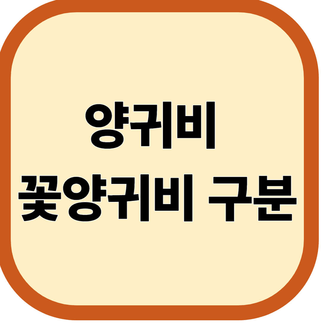 양귀비 꽃양귀비 구분