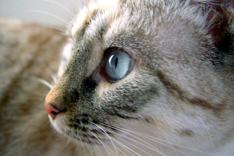 비만 반려동물 관련 사진