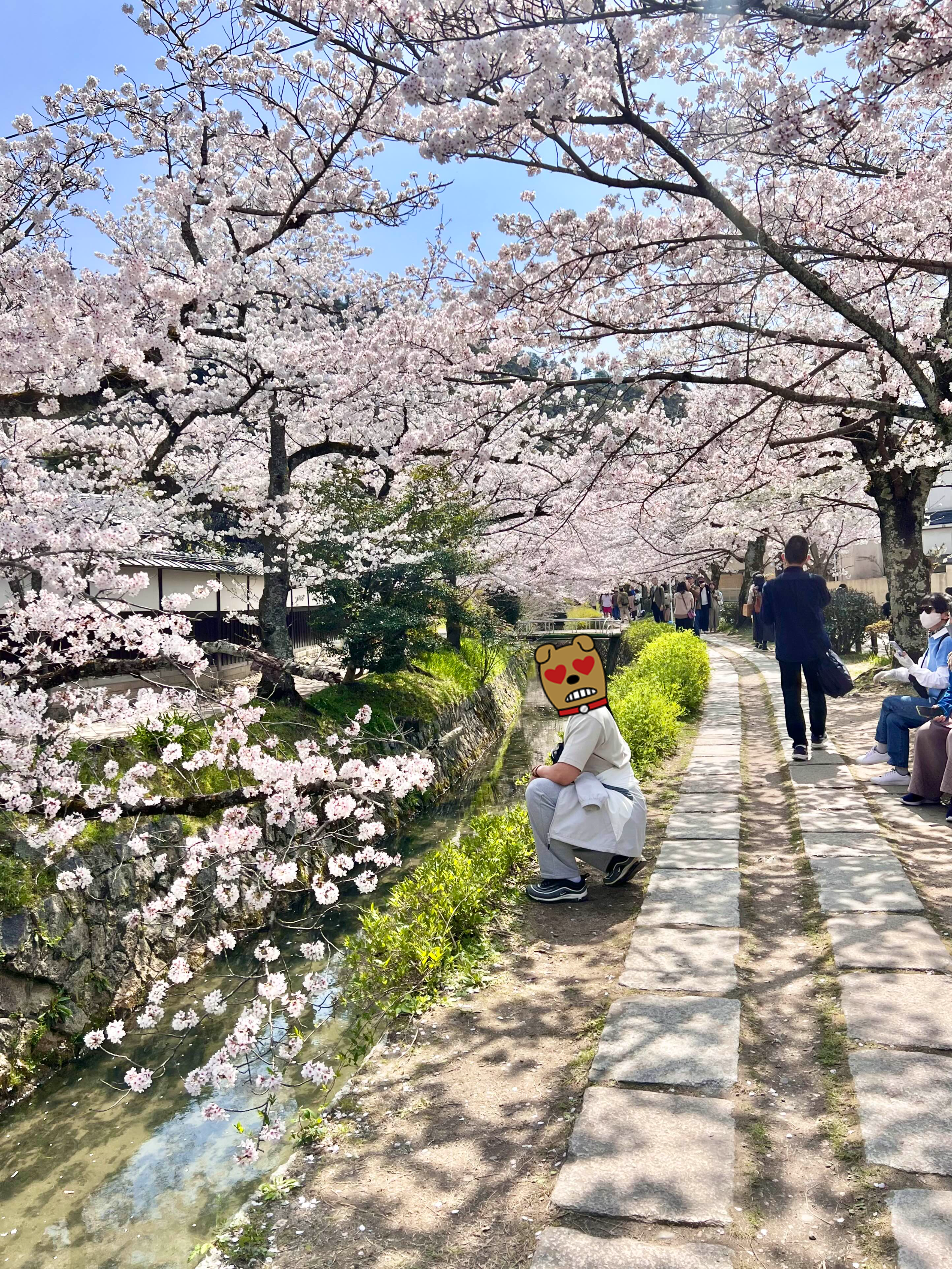 철학의길 벚꽃 2023 만개한 상황