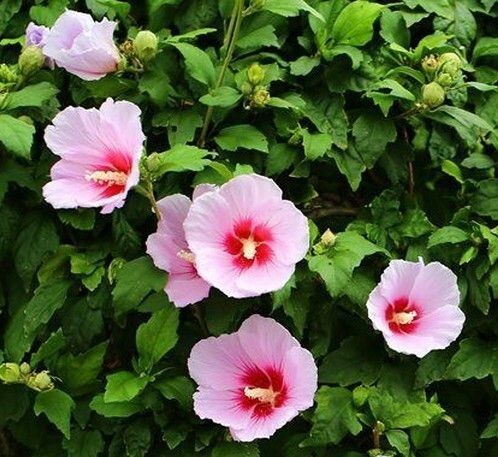 대한민국의 국화 무궁화 꽃