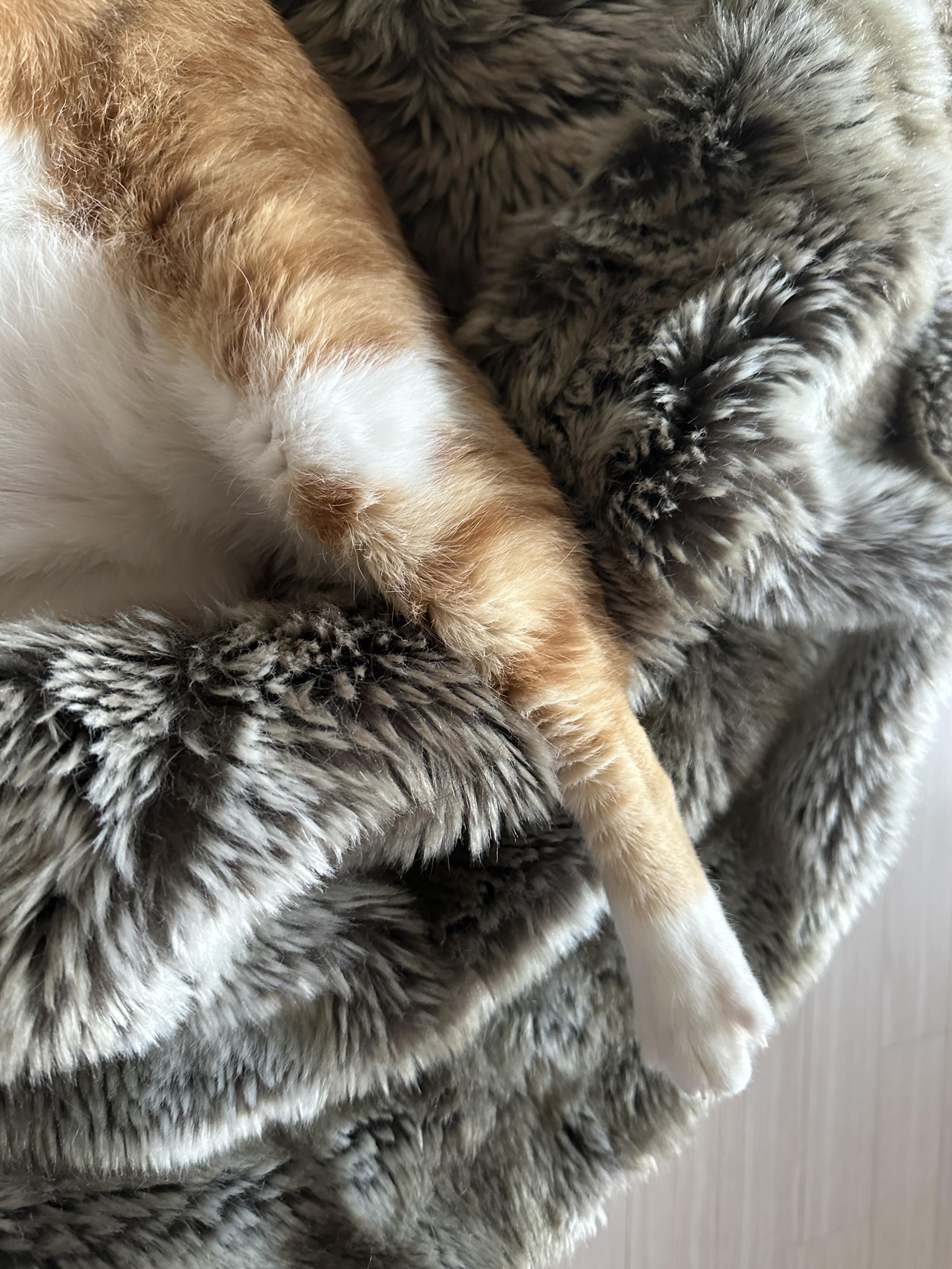 귀여운_치즈냥이_뒷발