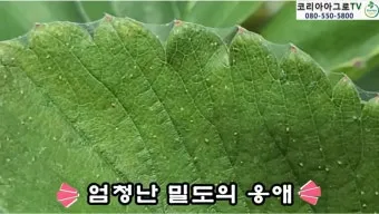 화분 응애 방제 초기발견 잎뒷면확인 샤워식세척 비누물활용 팁_2