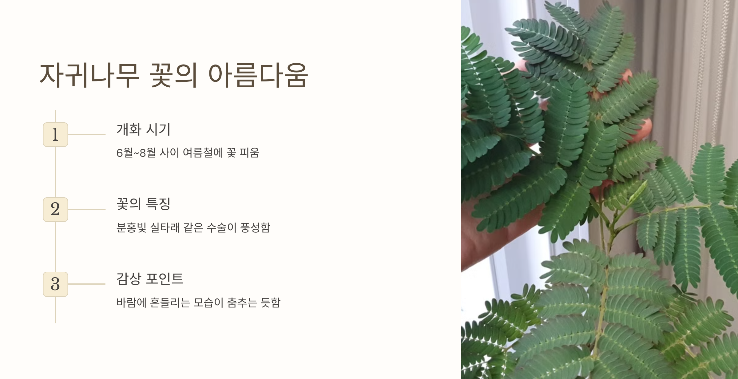 자귀나무 사진
