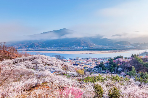 전국 매화 명소 추천 BEST 5, 광양·통도사·화엄사·휴애리 개화 시기·여행 코스 추천