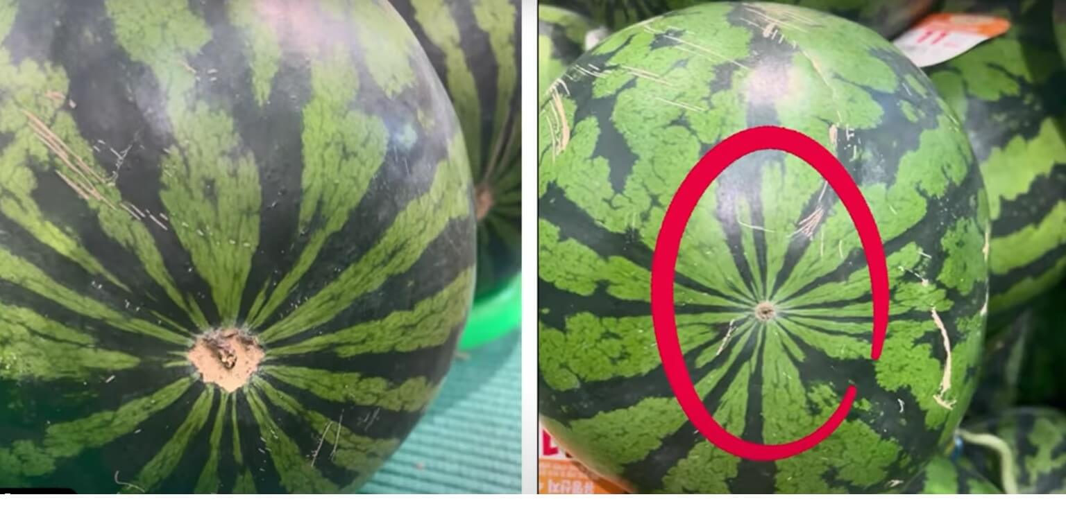 배꼽 : 암수박