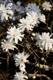 천리포수목원 가든하우스