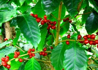 커피나무 재배 실내 재배 물 관리 가지 전정_9