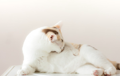 털을 다듬는 고양이