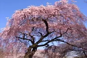 벚꽃