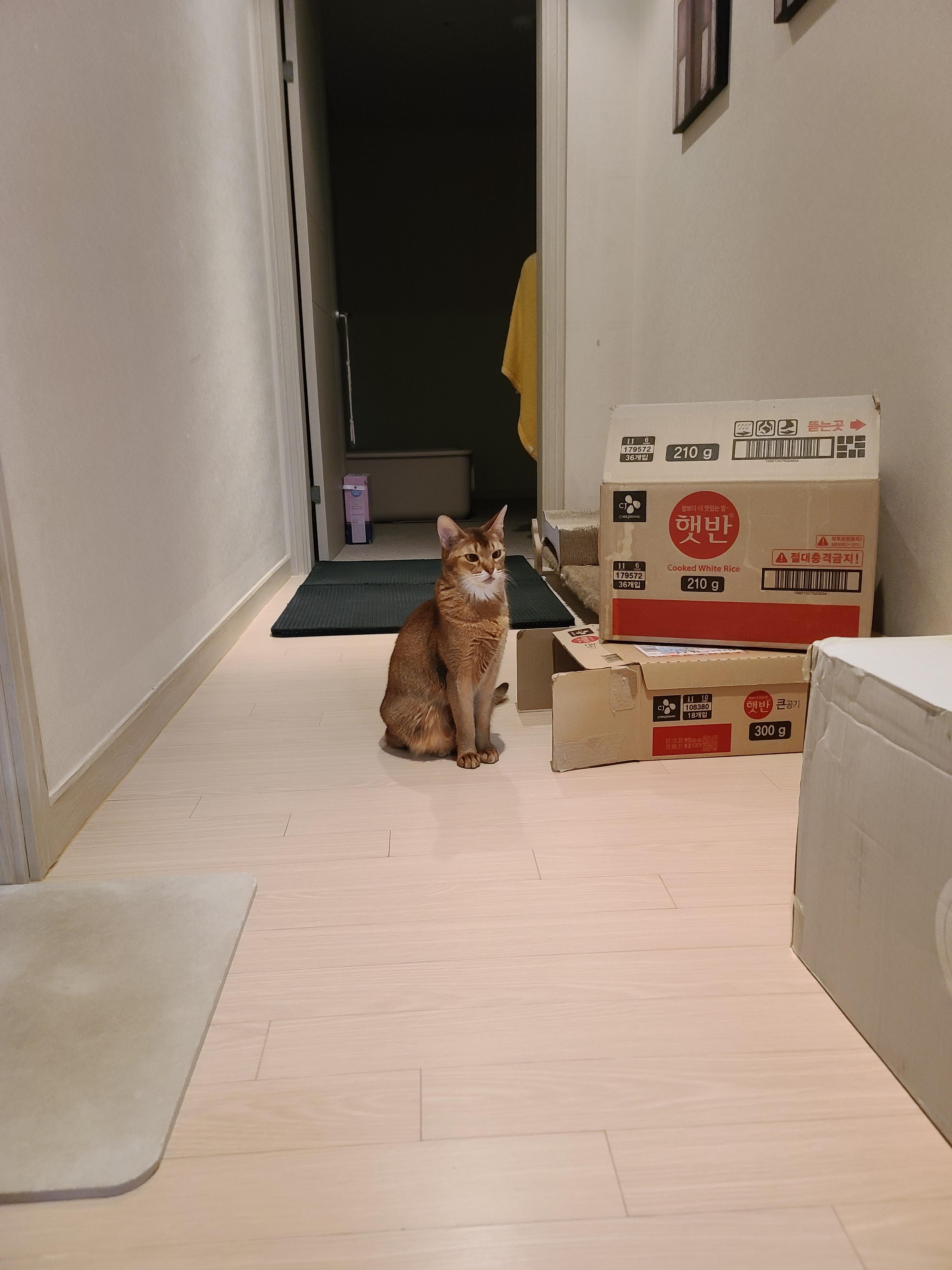 나는야 고양이를 몰고 다니는 사람. 캣닢인간인가봉가