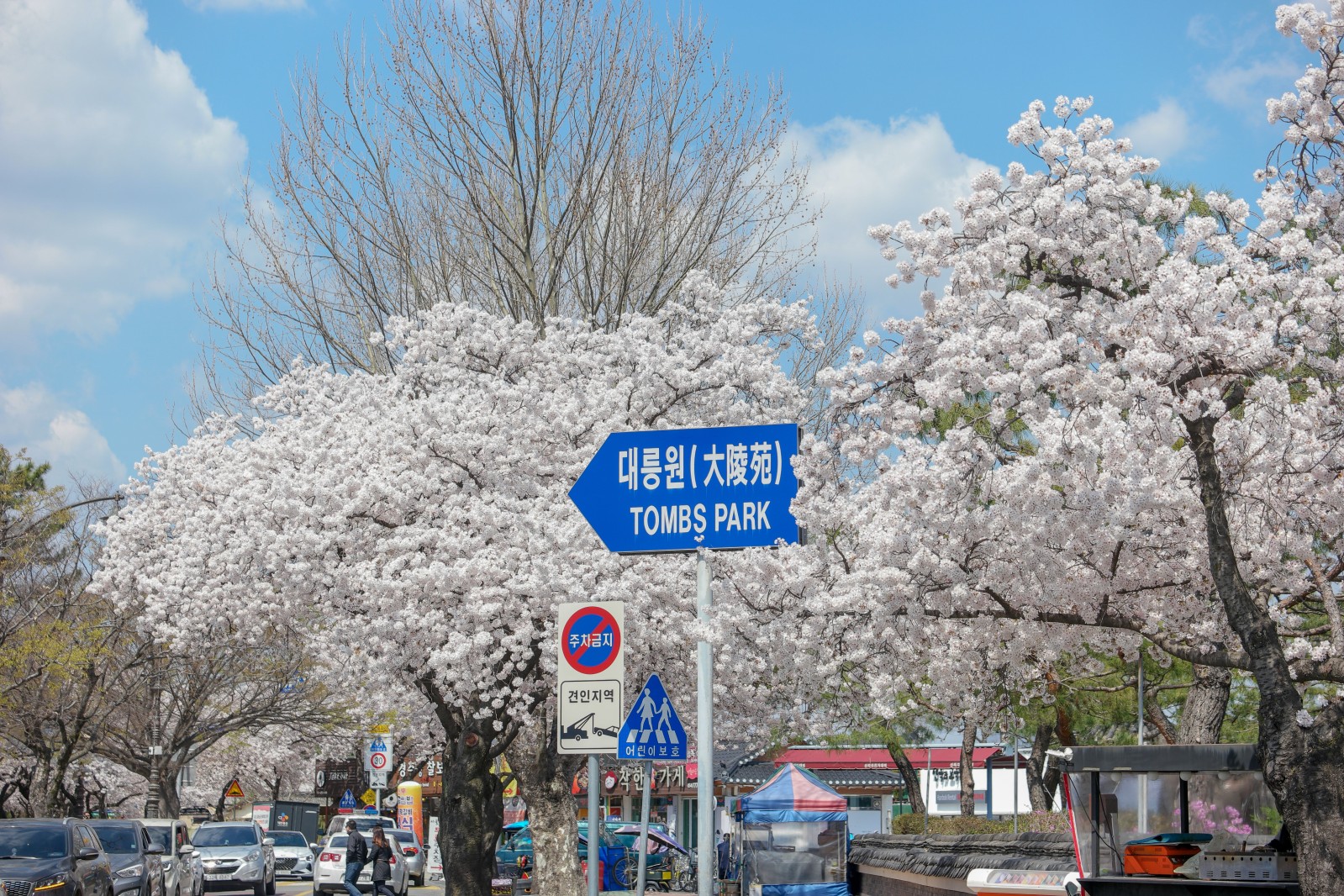 대릉원-벚꽃