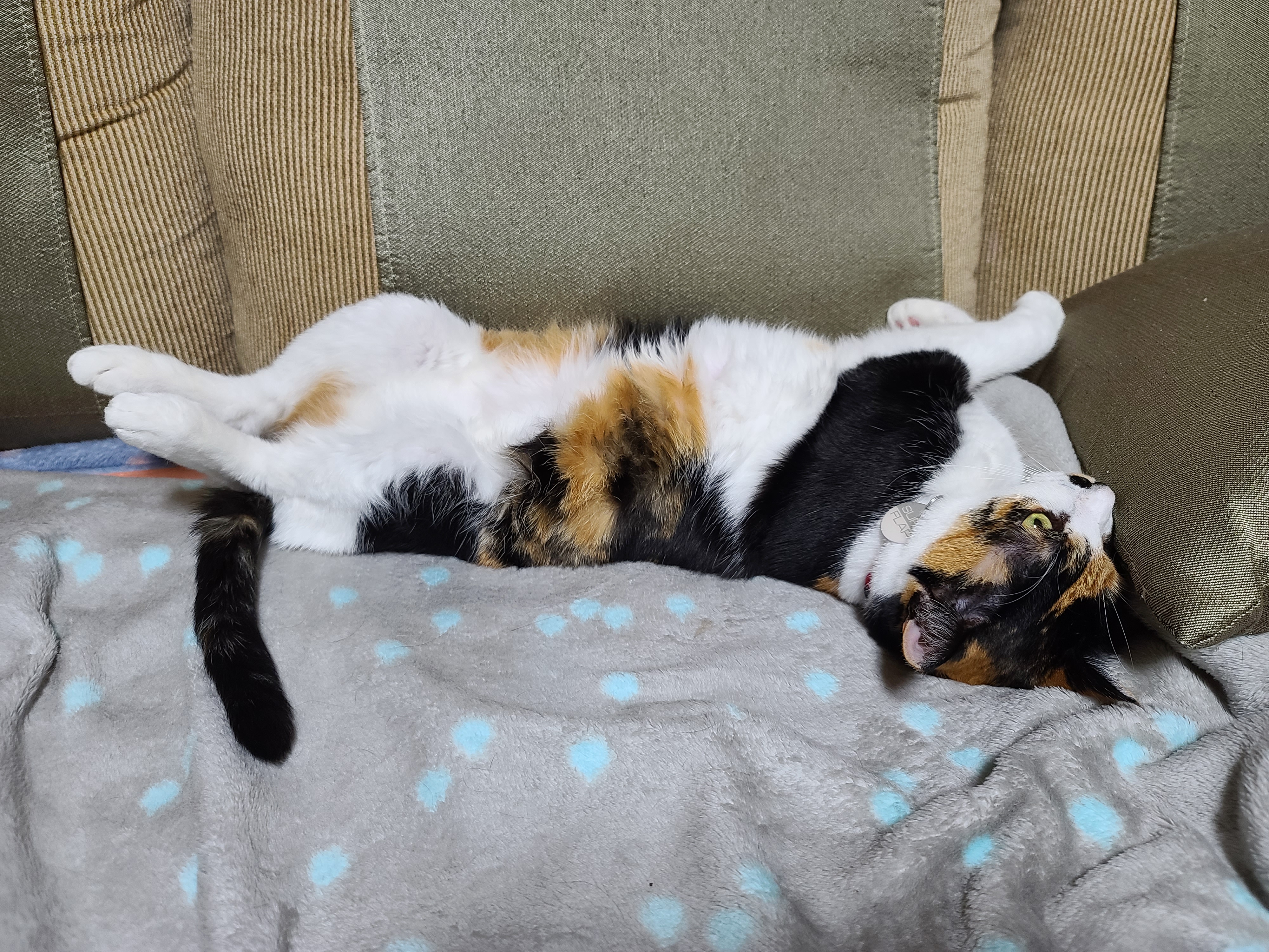 자주 볼수 없는 다다의 자는모습 도촬!(feat.고양이 지근구, 발목젤리)