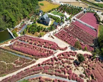 고창 핑크뮬리 축제 꽃객 프로젝트_6