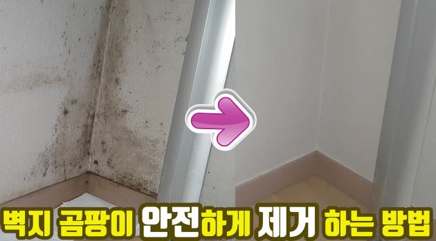 벽지 곰팡이 안전하게 제거 하는 방법