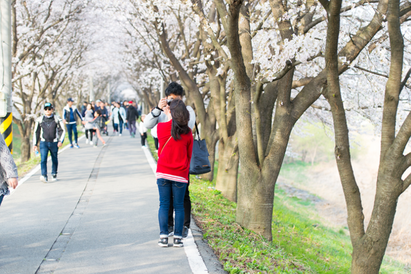 벚꽃길 연인