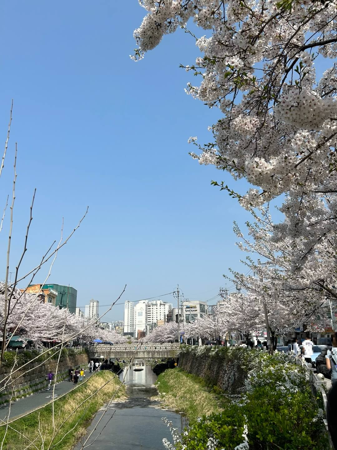 서울시내벚꽃명소 성북천에서 벚꽃놀이