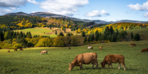 소띠 2025년 운세