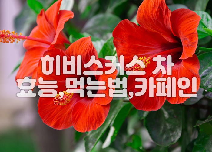 붉은 히비스커스 꽃 이미지