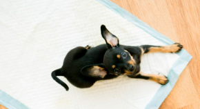 화장실 훈련 중인 개