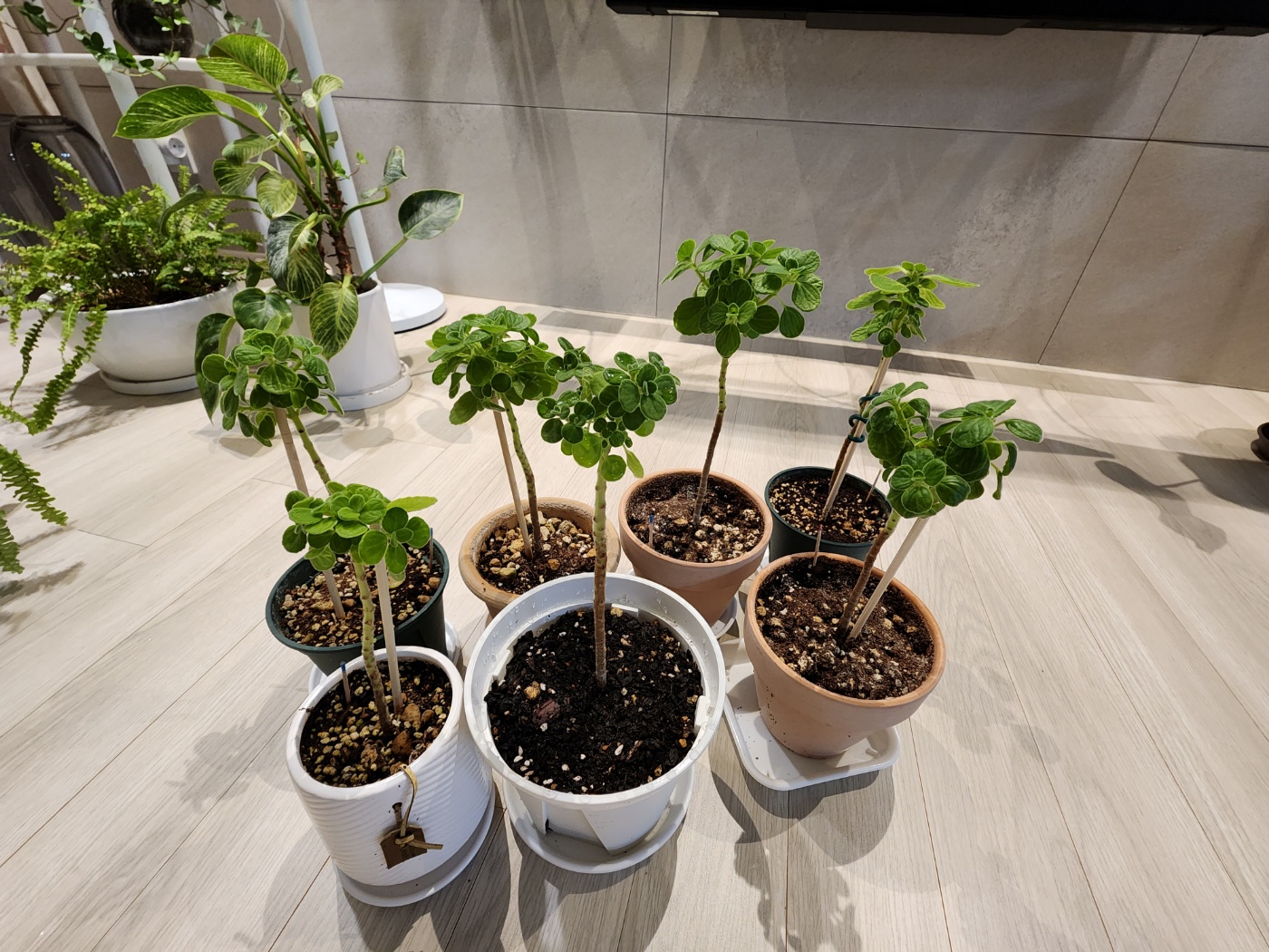 외목대로 잘 성장중인 장미허브들