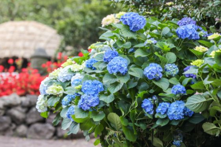 2024 제주도 수국축제 예매 및 입장료 할인 안내